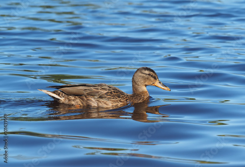 duck on the lake © enskanto