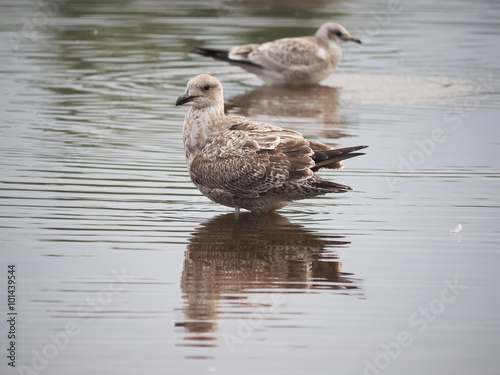 seagull on the lake © enskanto