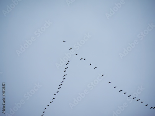a flock of geese flying south