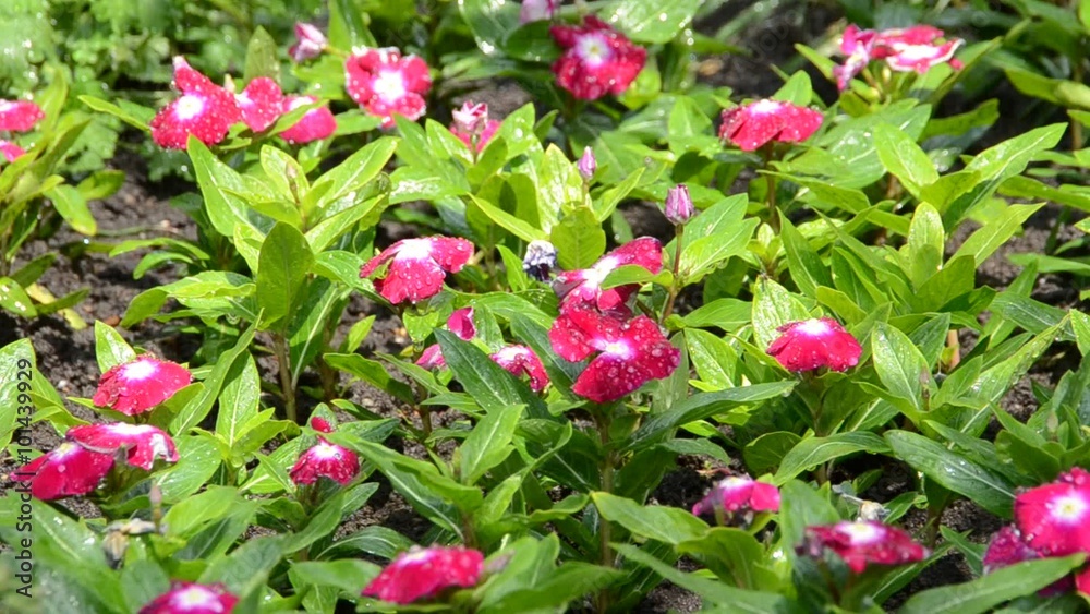 Rain and Flower Garden with grass. Rain and Flower Garden with grass.