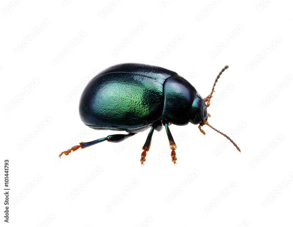 Green beetle Green beetle