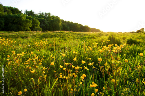 field of spring flowers © Alekss