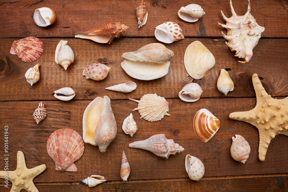 shells shells