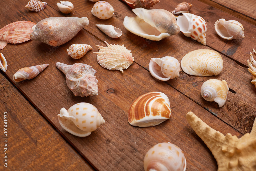 shells shells