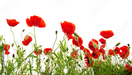 red poppies on white