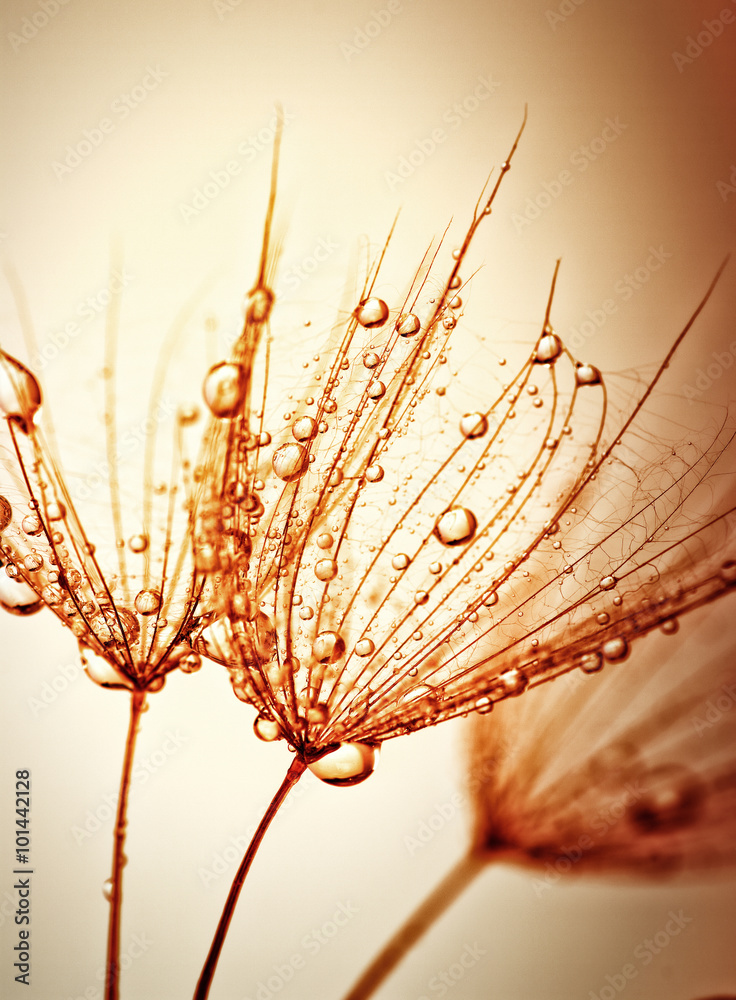 Obraz premium dandelion