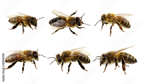 Set of bee © Alekss