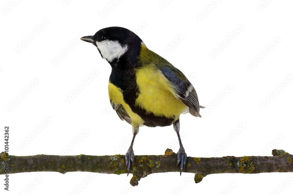 Fototapeta premium great tit