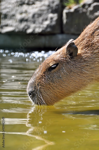 beaver drinking water