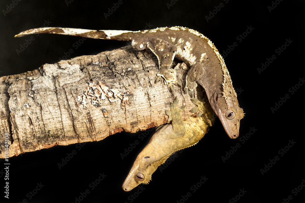 Couple of new Caledonian crested geckos on a tree trunk