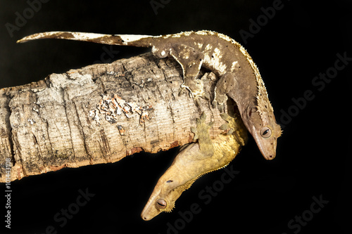 Couple of new Caledonian crested geckos on a tree trunk © mattiaath