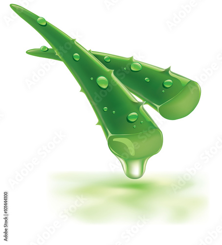 fresh aloe vera with drops of health juice