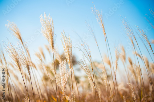 Landscape of grass meadow in autumn  soft focus