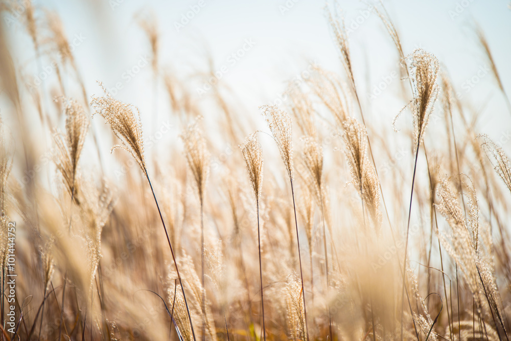 Fototapeta premium Landscape of grass meadow in autumn, soft focus