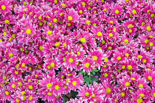 pink flower with long thin petals & a yellow center photo