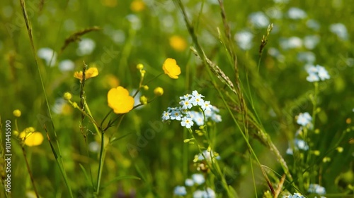 Beautiful wild flower among green grass at mountain pasture