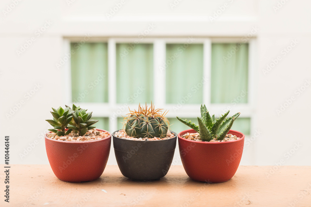 Cactus