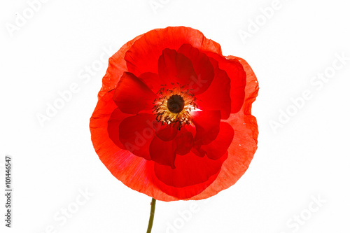 Fototapeta Naklejka Na Ścianę i Meble -  poppy isolated on the white