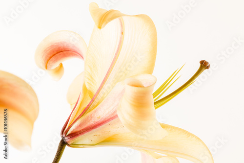 Fototapeta Naklejka Na Ścianę i Meble -  nice lily