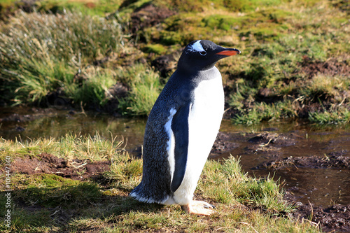 Gentoo Penguin