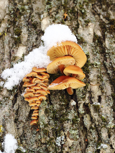 Mushrooms growing on a tree