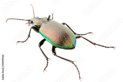 Konstfotografi Ground beetle Calosoma inquisitor female or caterpillar-hunter isolated on white background, rear view