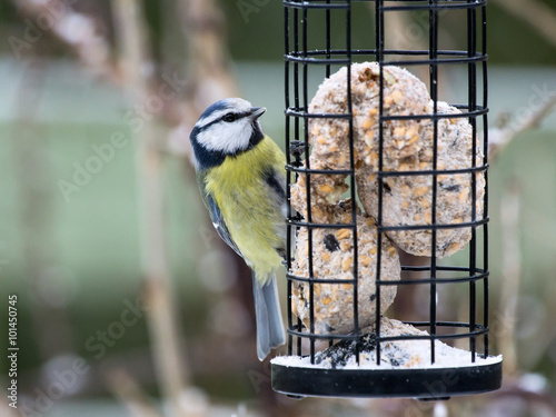 Blue tit sitting on bird feeder with fat balls photo