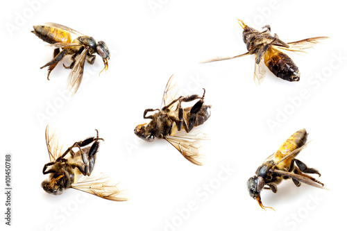 Bee dead © peerawat444