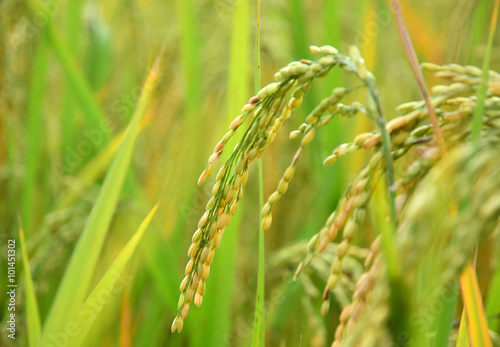close-up of paddy rice on blur background