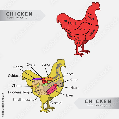 Basic chicken internal organs and cuts chart vector