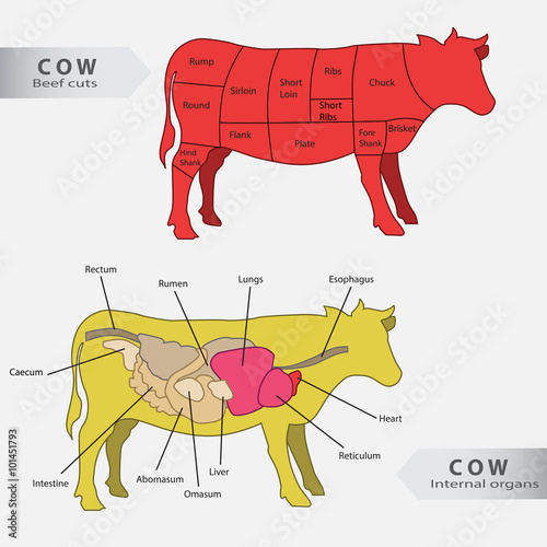 Basic cow internal organs and beef cuts chart vector