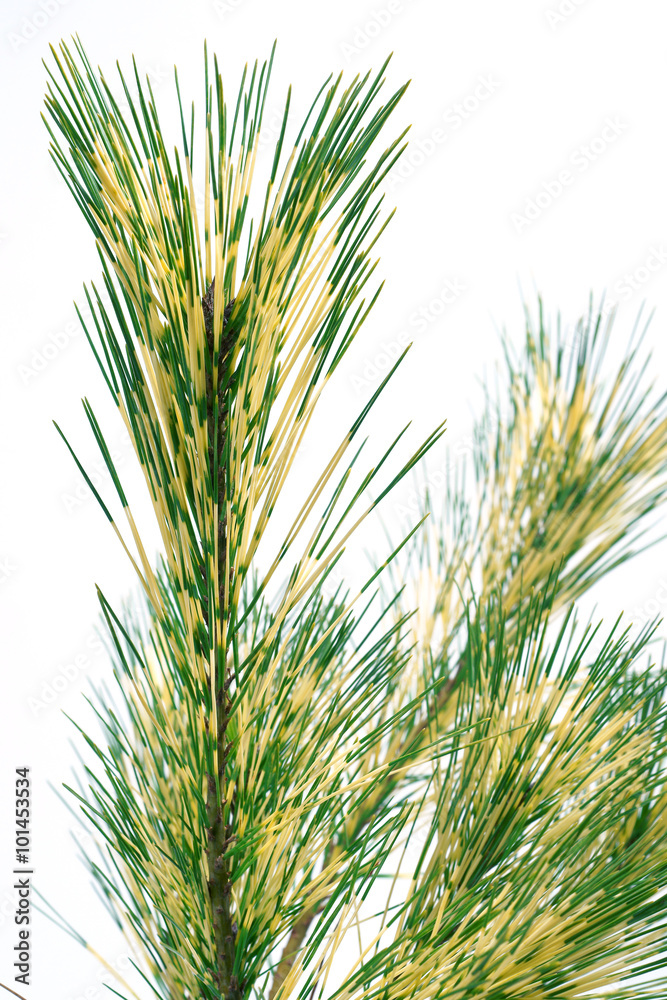 Pinus densiflora Oculus Draconis - pine tree Pinus densiflora Oculus Draconis - pine tree