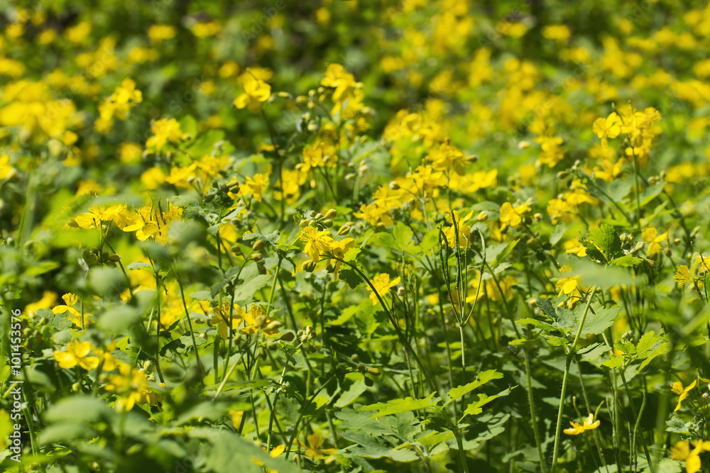 Greater celandine flowers