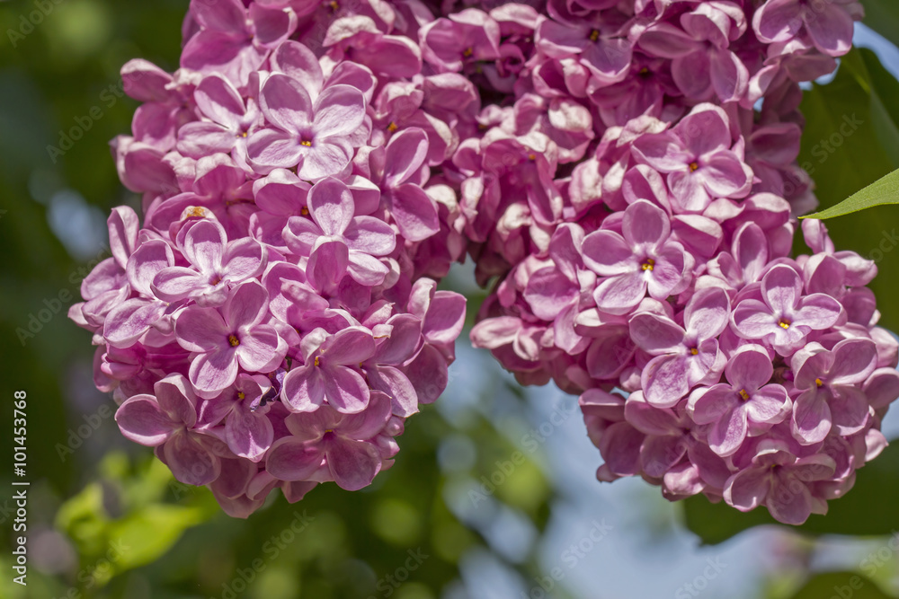 Pink flower of lilac