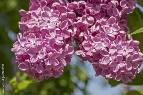 Pink flower of lilac