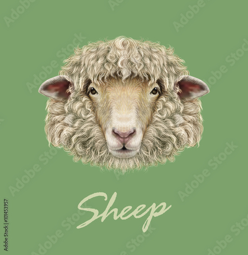 Farm Sheep Portrait. 