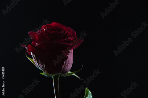 Fototapeta Naklejka Na Ścianę i Meble -  Beautiful red rose in a glass of water on a black background