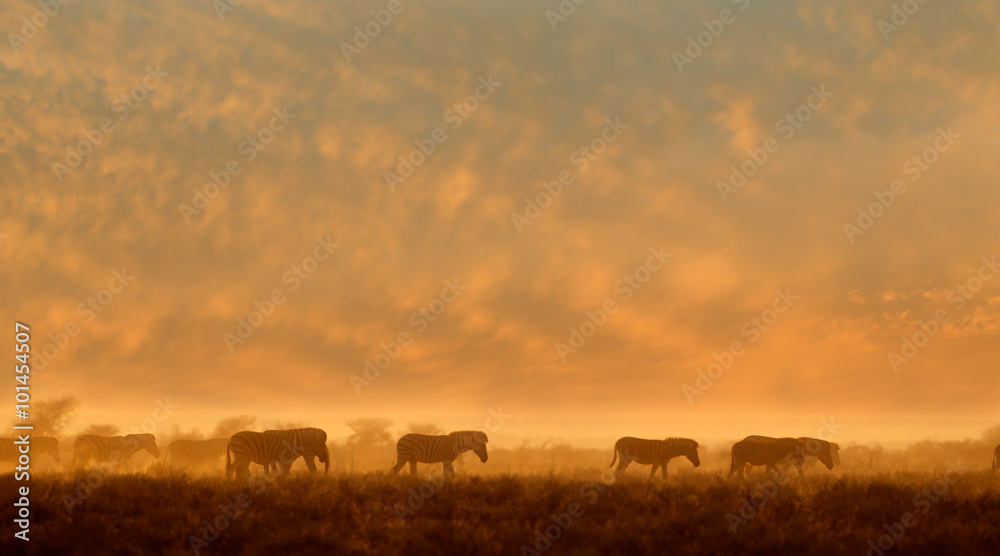 Plains Zebras (Equus burchelli) walking in dust at sunrise, Etosha National Park, Namibia. - obrazy, fototapety, plakaty 