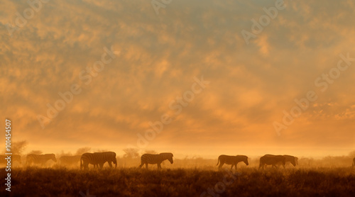 Plains Zebras (Equus burchelli) walking in dust at sunrise, Etosha National Park, Namibia.