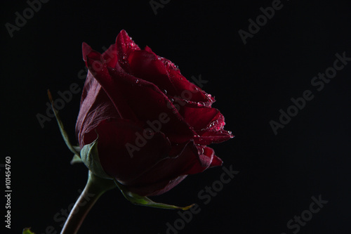 Beautiful red rose in a glass of water on a black background