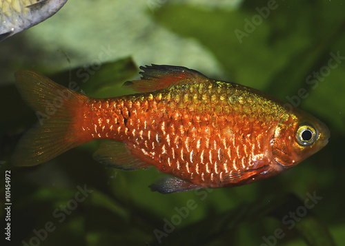 The rosy barb (Pethia conchonius), a subtropical freshwater cyprinid fish found in southern Asia photo