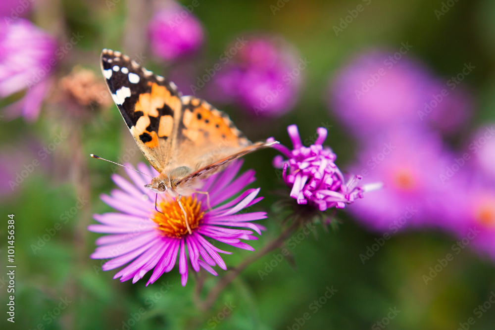 beautiful butterfly on a violet flower close up. a butterfly on beautiful butterfly on a violet flower close up. a butterfly on