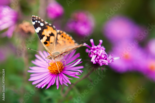 beautiful butterfly on a violet flower close up. a butterfly on © melnikofd