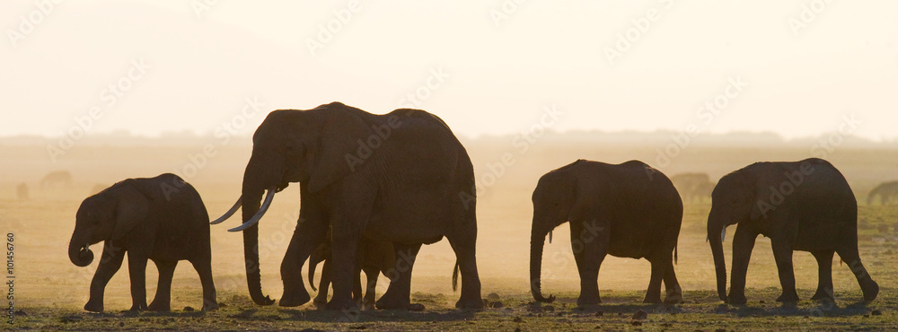Fototapeta premium Group of elephants walking on the savannah. Africa. Kenya. Tanzania. Serengeti. Maasai Mara. An excellent illustration.