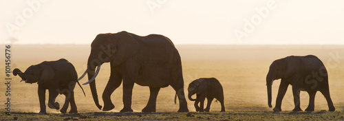 Photography Group of elephants walking on the savannah