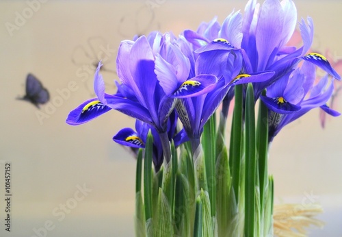  Blaue Iris mit Schmetterling © renagroby94