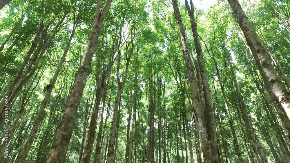 beautiful green forrest beautiful green forrest