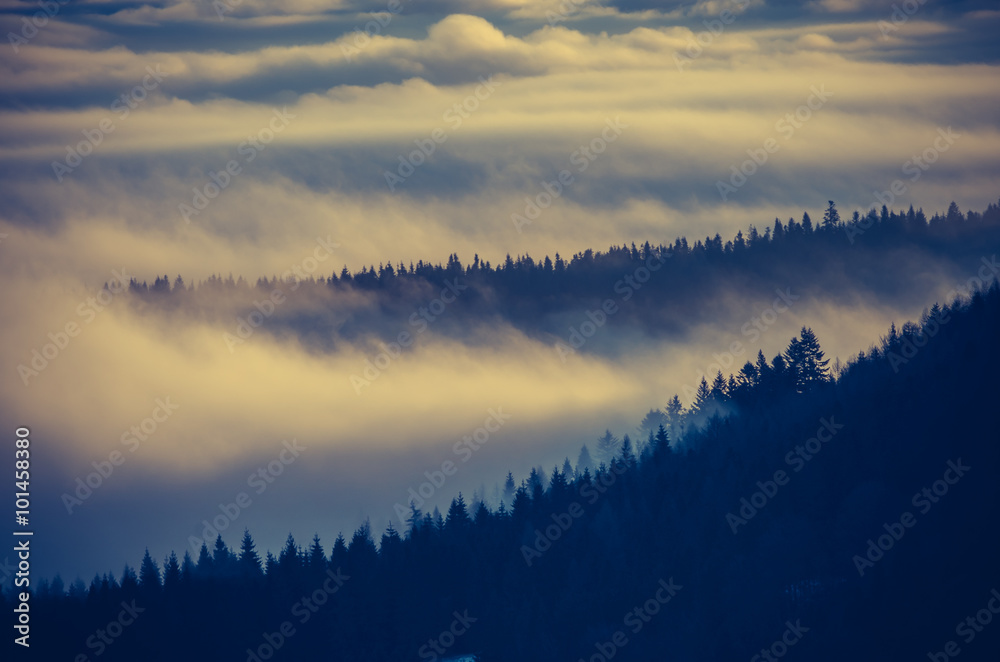 Fototapeta premium Carpathian mountains. Trees in the clouds, seen from Wysoka mountain in Pieniny, Poland