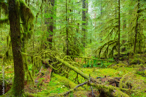 Canvas Print Rain Forest in Oregon