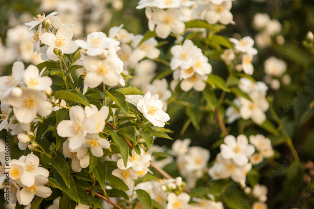 blooming jasmine bush blooming jasmine bush